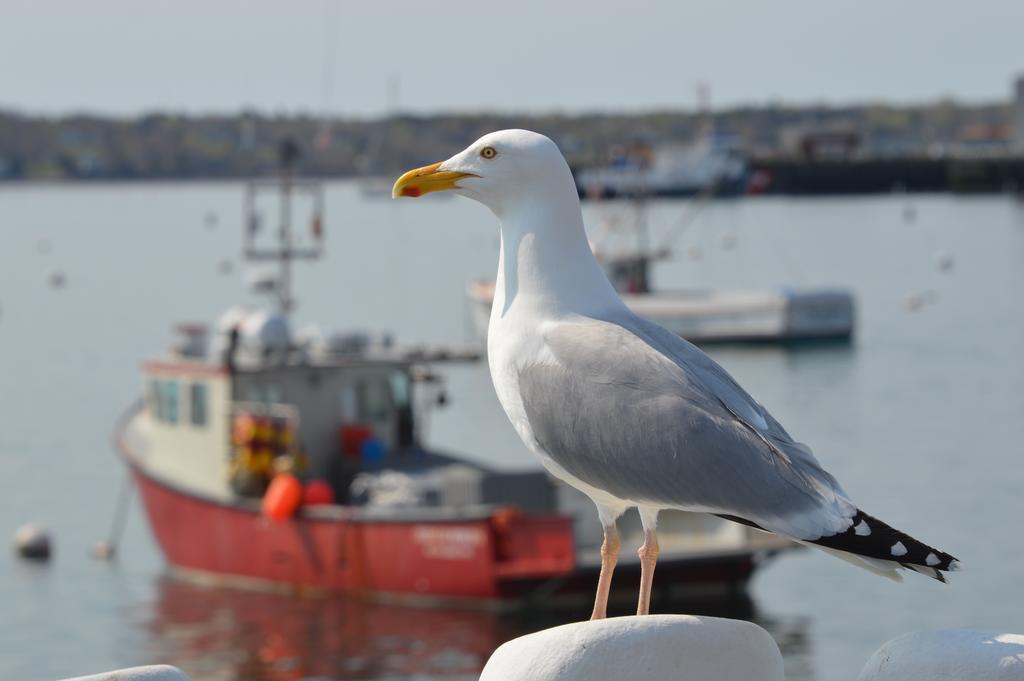 Rockland Harbor Hotel エクステリア 写真